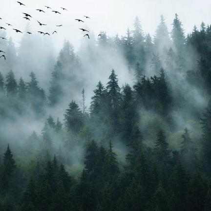 Panoramic Mist Forest Wallpaper: Ethereal Cedar Woods & Mountain Scenery