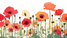 Poppy mural wallpaper | white background painting