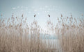 Reed wallpaper mural | Reed flying birds create a peaceful atmosphere - Carving wallpaper