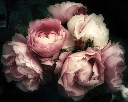 Rose Wallpaper Mural | Large Flower Mural - Carving wallpaper