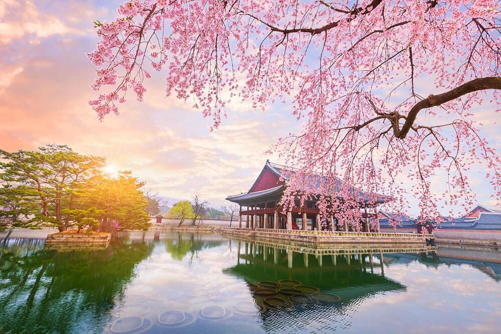 Sakura Ancient Architecture Wallpaper Mural | Japan - Cherry blossoms over tranquil water beside ancient red-walled buildings with black tile roofs