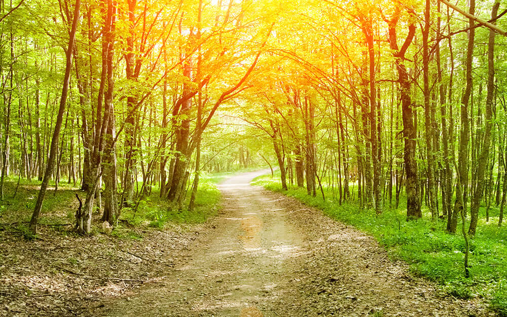 Sunlit Forest Path Wallpaper Mural | Woodland Escape with Light Penetration | Tranquil Green Décor