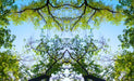 Tree Top Blue Sky Mural | Tree Branch Wallpaper - Carving wallpaper