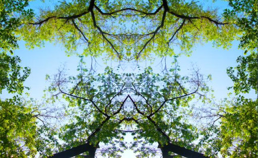 Tree Top Blue Sky Mural | Tree Branch Wallpaper - Carving wallpaper