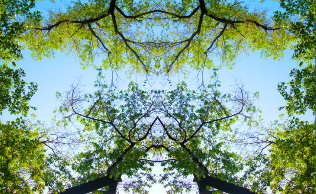 Tree Top Blue Sky Mural | Tree Branch Wallpaper - Carving wallpaper