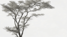 Tree wallpaper black and white realistic - Carving wallpaper