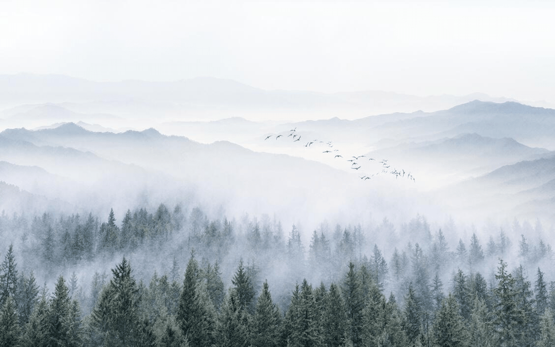 Tree Wallpaper Mountain and Fir Tree Photography - Carving wallpaper