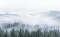 Tree Wallpaper Mountain and Fir Tree Photography - Carving wallpaper