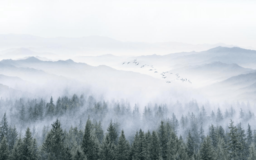 Tree Wallpaper Mountain and Fir Tree Photography - Carving wallpaper