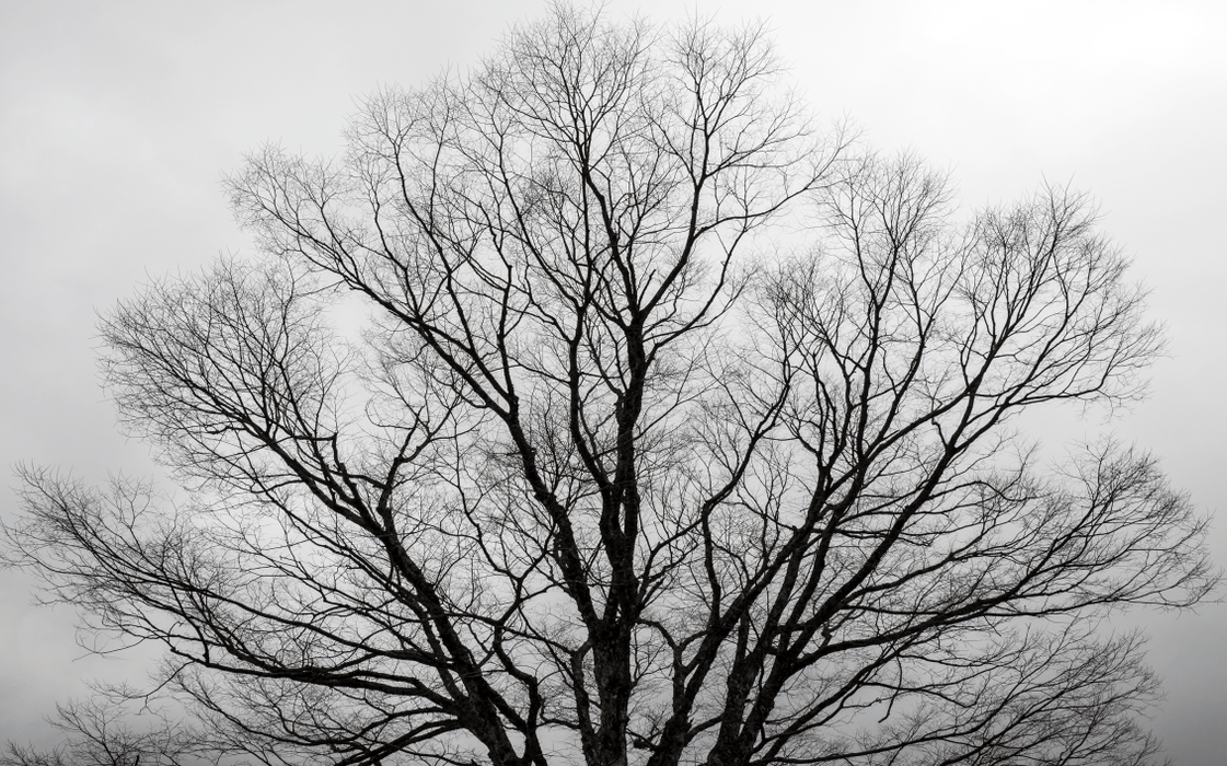 Tree Wallpaper Mural | Black and White - Carving wallpaper