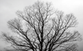 Tree Wallpaper Mural | Black and White - Carving wallpaper