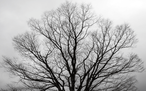 Tree Wallpaper Mural | Black and White - Carving wallpaper