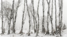 Tree Wallpaper Mural | Black and White Birch Forest - Carving wallpaper