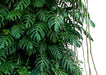 Tropical Leaf Wallpaper Mural | Natural Green Plant Background Wall – lush broad green monstera-like leaves climbing bamboo backdrop