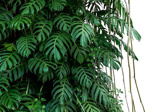 Tropical Leaf Wallpaper Mural | Natural Green Plant Background Wall – lush broad green monstera-like leaves climbing bamboo backdrop