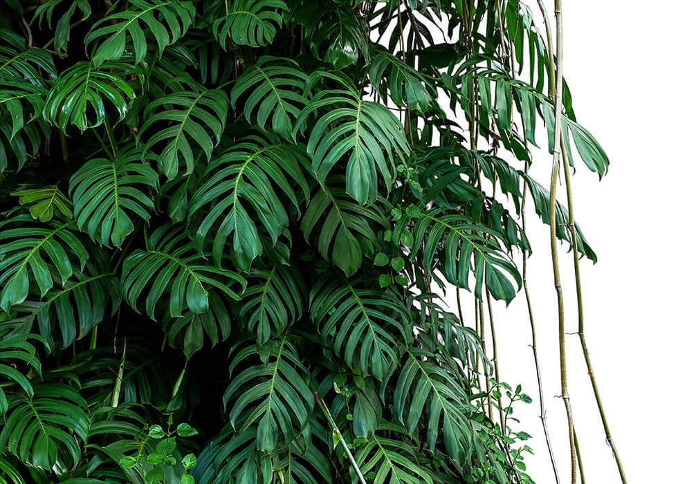 Tropical Leaf Wallpaper Mural | Natural Green Plant Background Wall – lush broad green monstera-like leaves climbing bamboo backdrop