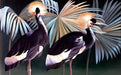 Tropical plant wallpaper mural | Black background tropical birds and plants - Carving wallpaper