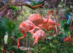 Tropical Rainforest Flamingo Wallpaper | Forest Animal Mural - vibrant pink flamingos amid lush tropical rainforest foliage