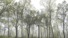 Wallpaper Tree | Forest Green Leaves - Carving wallpaper
