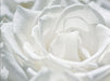 White Rose Wallpaper | Elegant White Rose Mural - Carving wallpaper