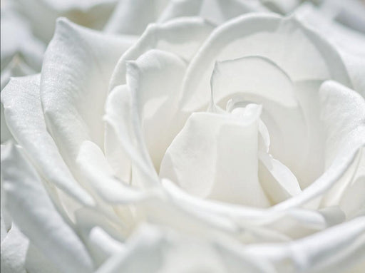 White Rose Wallpaper | Elegant White Rose Mural - Carving wallpaper