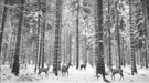Winter Forest Animal Wallpaper Mural | Black and White Snow Forest Scene - Carving wallpaper