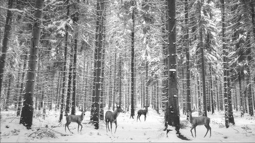 Winter Forest Animal Wallpaper Mural | Black and White Snow Forest Scene - Carving wallpaper